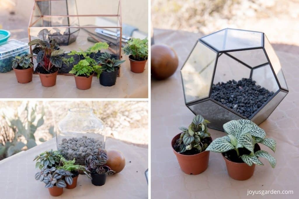 How to Create a Terrarium | HGTV