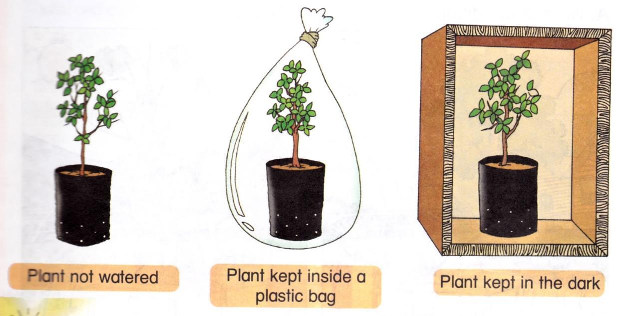 Why Every Home Needs More Houseplants – Cheeky Plant Co. Why Every Home Needs More Houseplants – Cheeky Plant Co.