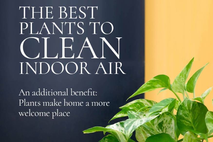 Plants To Help Clean And Purify Your Air Pictures, Photos, and Images ... Plants To Help Clean And Purify Your Air Pictures, Photos, and Images ...