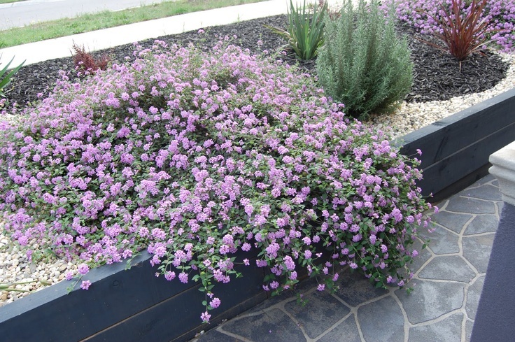 11 Stunning Cascading Plants for Retaining Walls and Hanging Baskets 11 Stunning Cascading Plants for Retaining Walls and Hanging Baskets