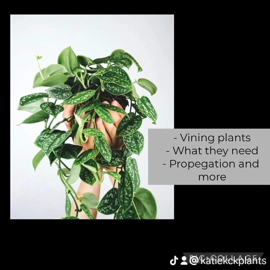 VINING/TRAILING/CASCADING INDOOR PLANTS VINING/TRAILING/CASCADING INDOOR PLANTS