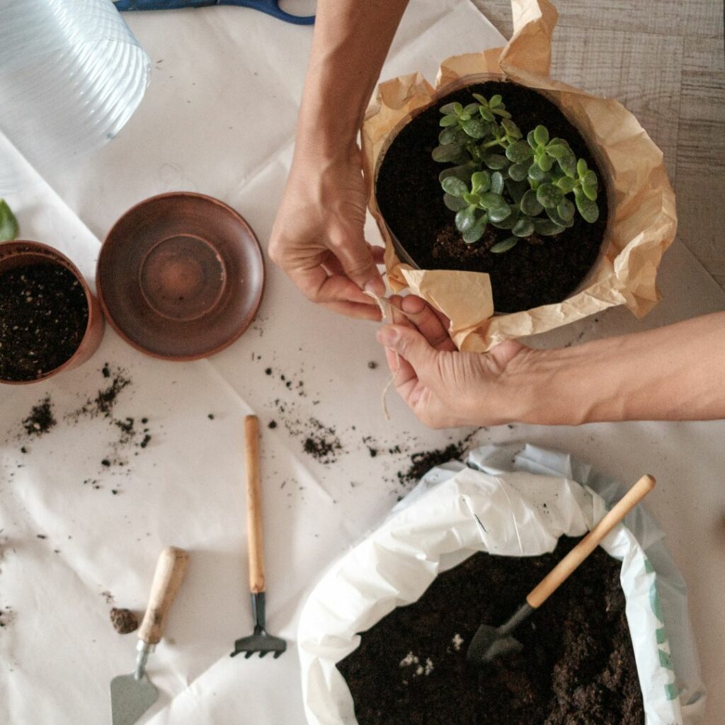 How to Repot a Houseplant | Patuxent Nursery How to Repot a Houseplant | Patuxent Nursery