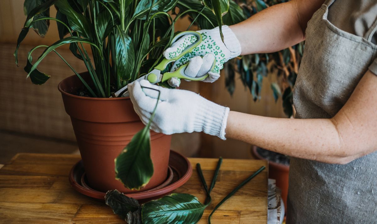 How To Prune Houseplants? An Easy Guide For Beginners How To Prune Houseplants? An Easy Guide For Beginners