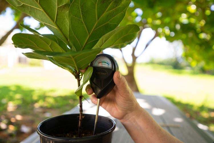 Tips to avoid overwatering your indoor plants | Lifestyle | guampdn.com Tips to avoid overwatering your indoor plants | Lifestyle | guampdn.com