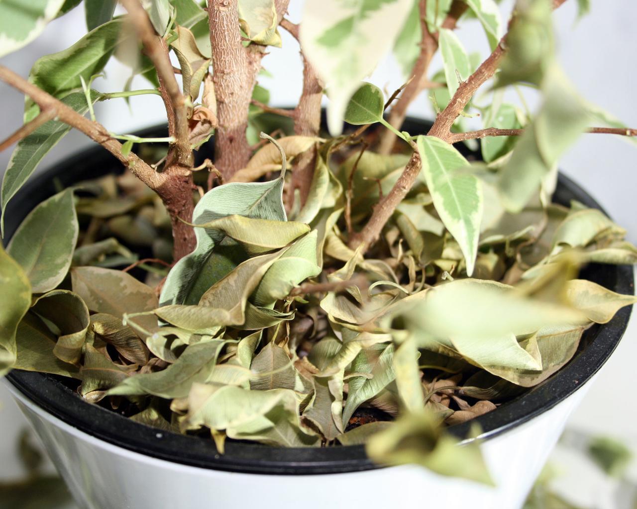 How to remove white mold in the soil from plants How to remove white mold in the soil from plants