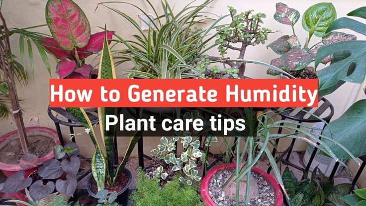 10 Plants that will help to have a microclimate in your home 10 Plants that will help to have a microclimate in your home