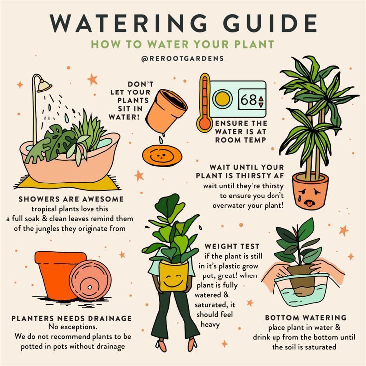 How to water your houseplants – Artofit How to water your houseplants – Artofit