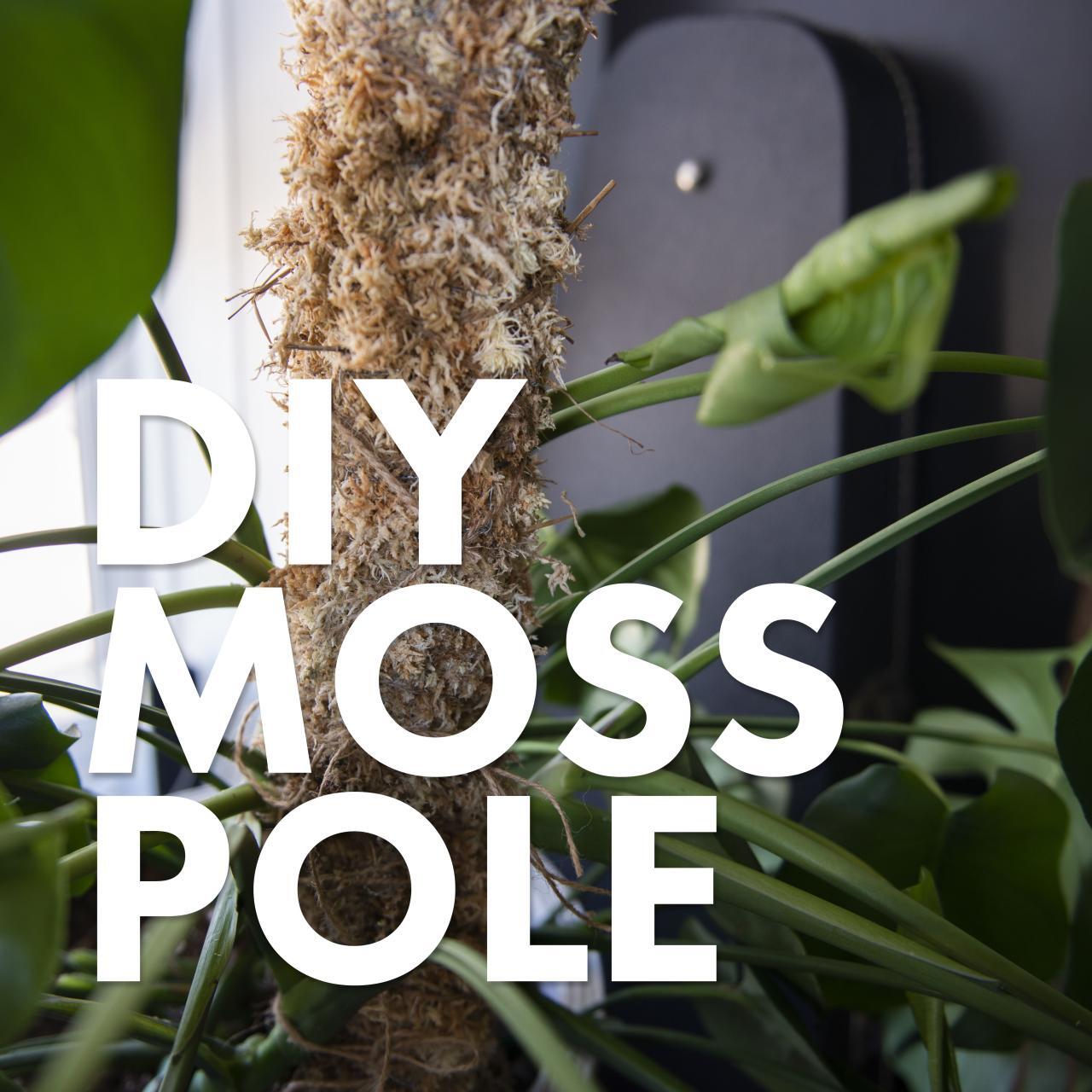 4 Steps to Use a Moss Pole for your Plants 4 Steps to Use a Moss Pole for your Plants