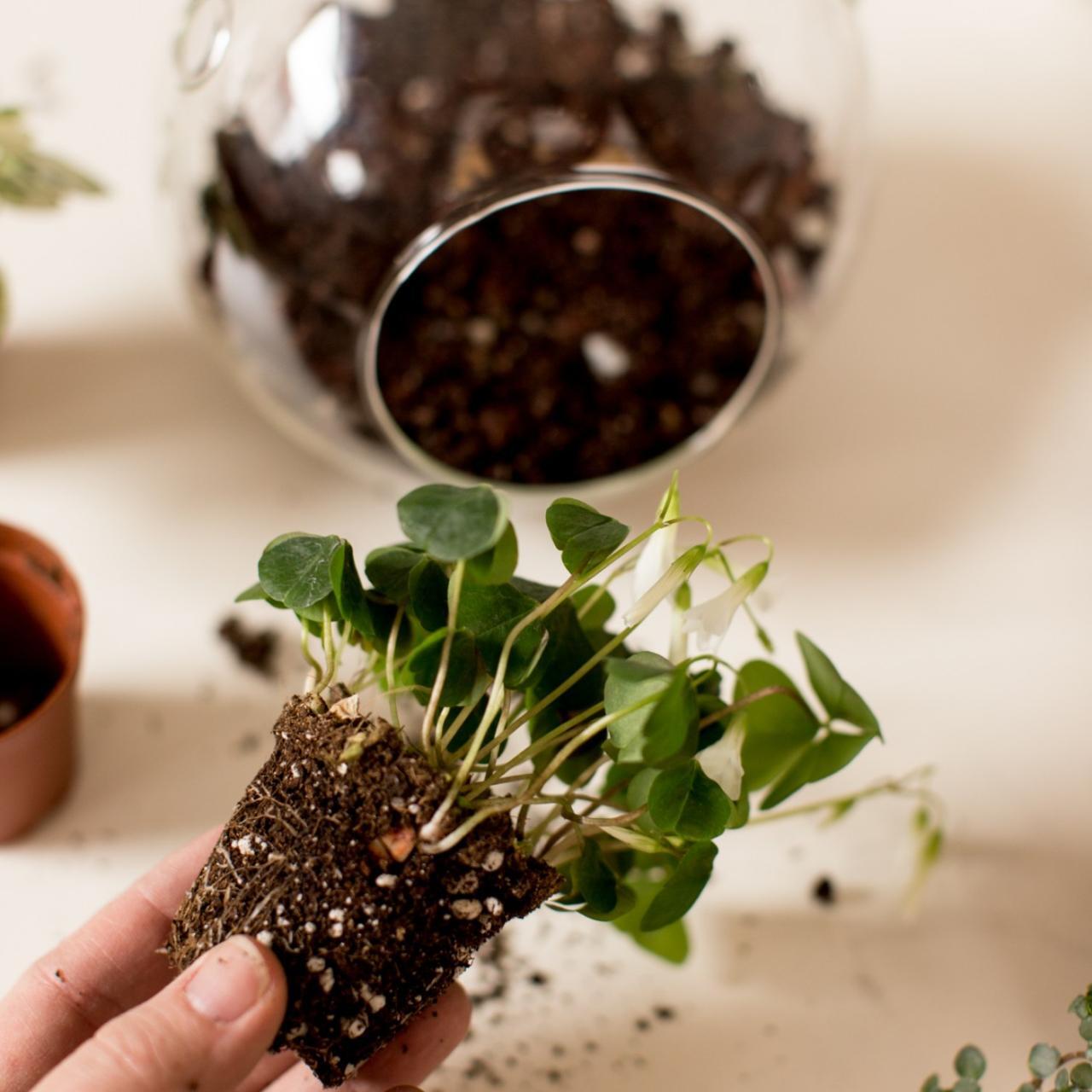 MAKE A MINI TERRARIUM
