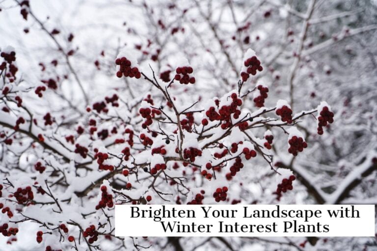 Brighten Landscape with Winter Interest Plants | DiSabatino Brighten Landscape with Winter Interest Plants | DiSabatino