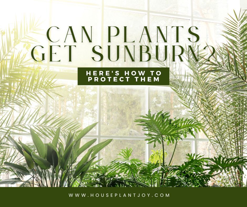 Can Plants Get Sunburn? Here's How to Protect Them - HouseplantJoy.com Can Plants Get Sunburn? Here's How to Protect Them - HouseplantJoy.com
