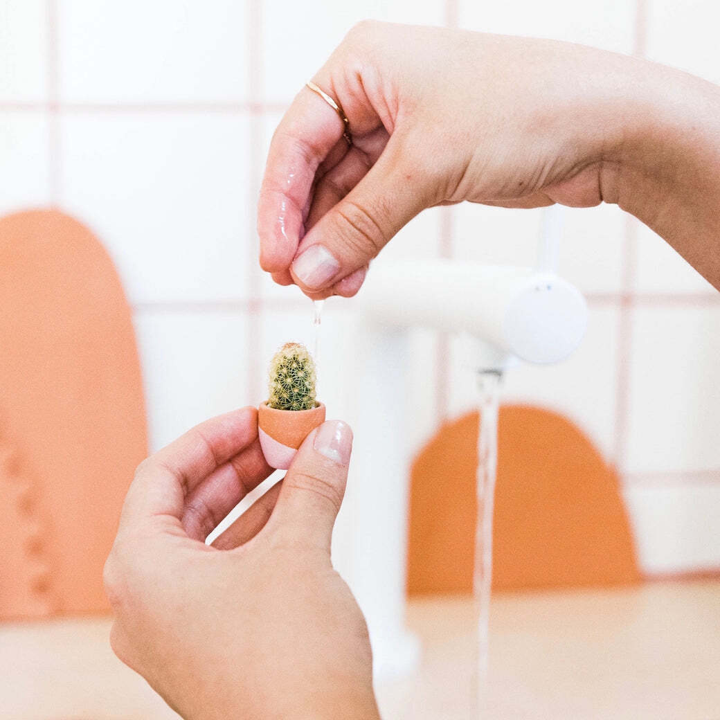 Pruning Your Houseplants: Everything You Need to Know about Why When Pruning Your Houseplants: Everything You Need to Know about Why When