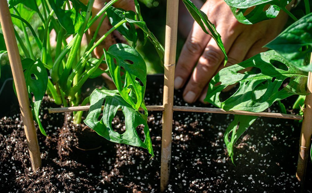 Dammann's Garden Company – How to Train Vining Plants Dammann's Garden Company – How to Train Vining Plants