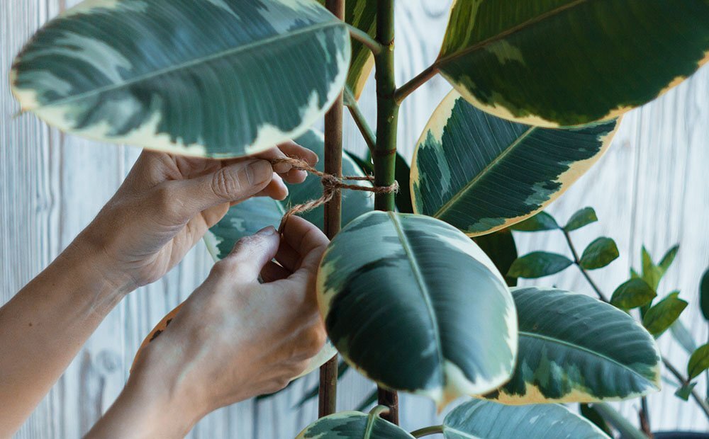 Dammann's Garden Company – How to Train Vining Plants Dammann's Garden Company – How to Train Vining Plants