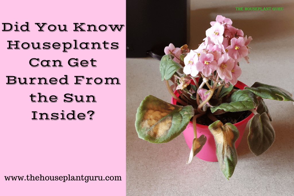 Yes, The Sun Can Burn Houseplants INside. Who Knew? - The Houseplant Guru Yes, The Sun Can Burn Houseplants INside. Who Knew? - The Houseplant Guru