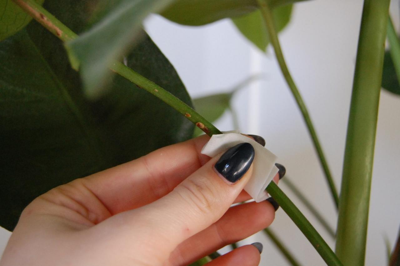 Most Common Houseplant Pests – Maggie's Farm Ltd Most Common Houseplant Pests – Maggie's Farm Ltd