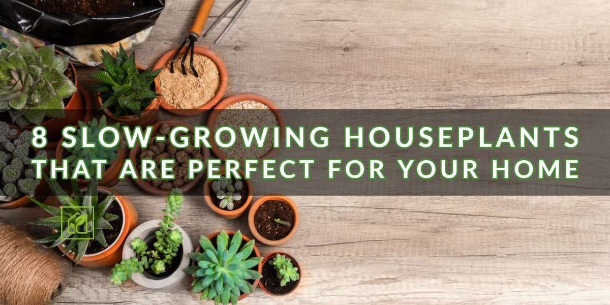 Slow-Growing Houseplants for Your Home | Indoor Gardening Slow-Growing Houseplants for Your Home | Indoor Gardening
