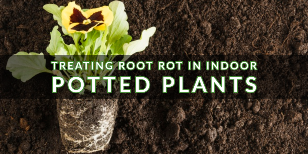 Treating Root Rot in Indoor Potted Plants | Indoor Gardening Treating Root Rot in Indoor Potted Plants | Indoor Gardening