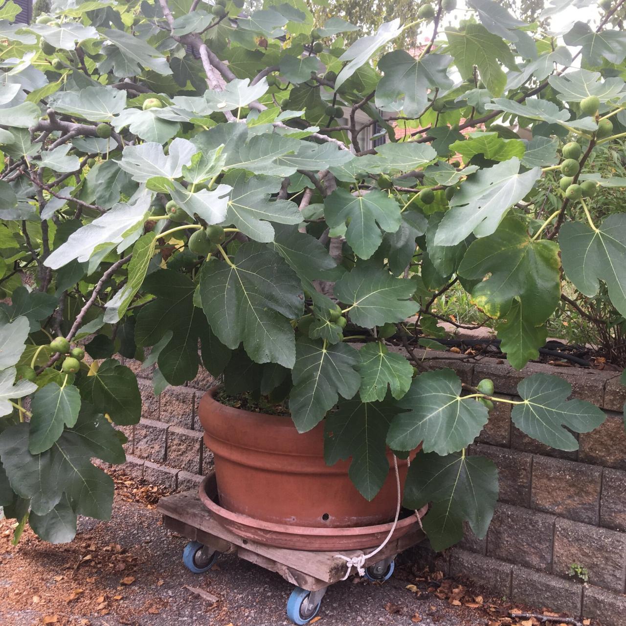 Night Egg | Grow a Garden Wiki | Fandom Night Egg | Grow a Garden Wiki | Fandom