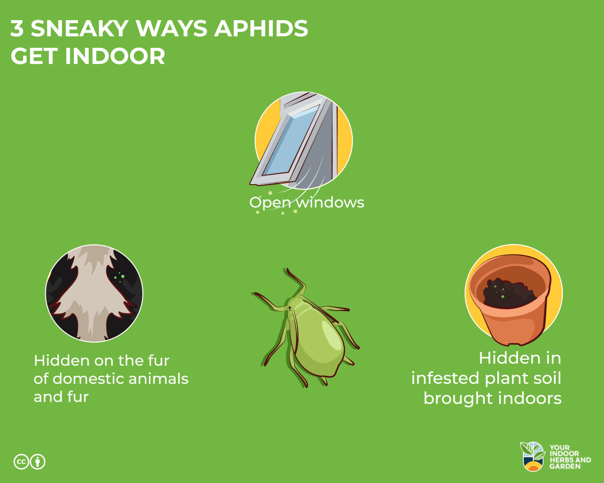 3 Sneaky Ways Aphids Get On Your Indoor Plants – Your Indoor Herbs and ...