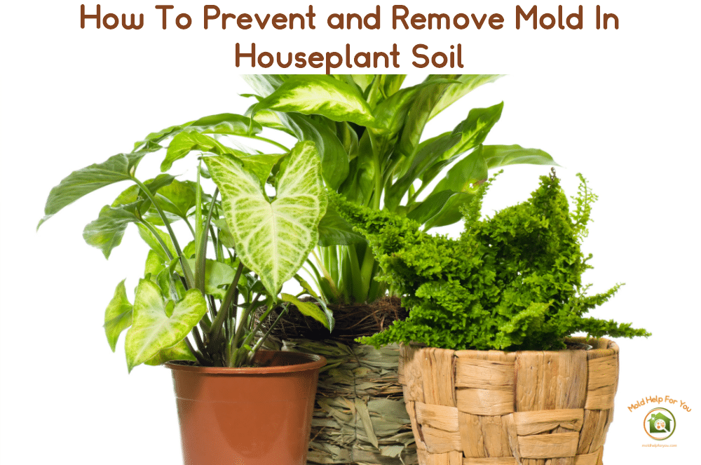 What To Do About Mold on Houseplant Soil What To Do About Mold on Houseplant Soil