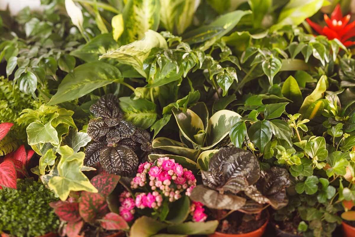 Top 5 Common Houseplant Pests: Identification and Control - Cori Sears Top 5 Common Houseplant Pests: Identification and Control - Cori Sears