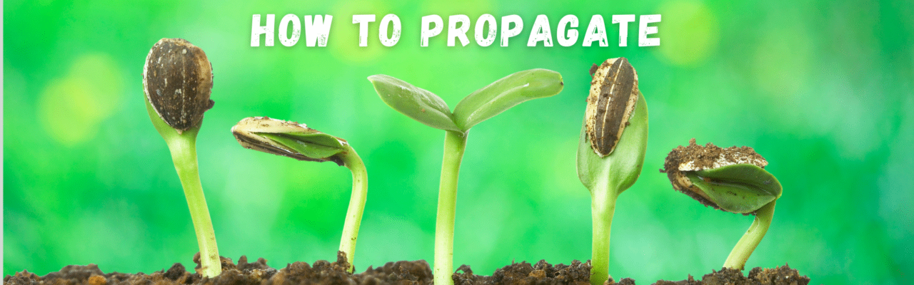 First time trying to propagate. Does this look okay so far? It's been ... First time trying to propagate. Does this look okay so far? It's been ...