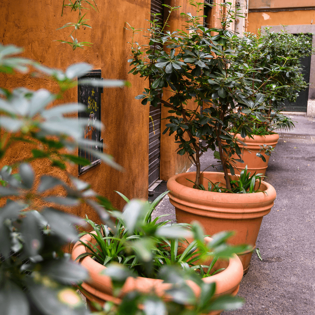 How to Acclimate Your Houseplant for Summer – The Botanical Bar How to Acclimate Your Houseplant for Summer – The Botanical Bar