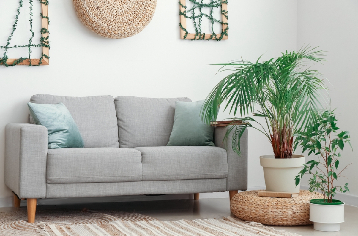 Top 18 Household Plants To Purify The Air, According To NASA (w ... Top 18 Household Plants To Purify The Air, According To NASA (w ...