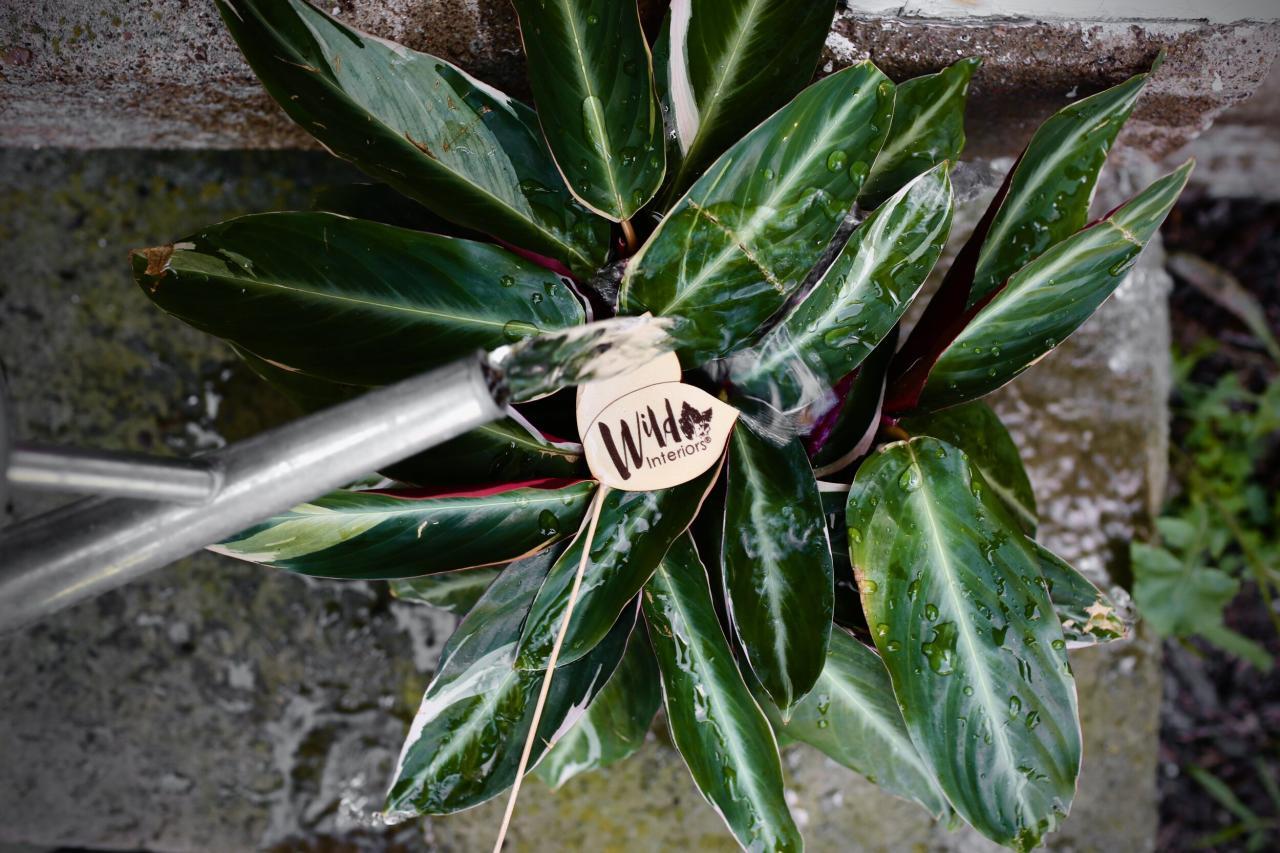 Wild Interiors — The Best Watering Schedule for Houseplants Wild Interiors — The Best Watering Schedule for Houseplants