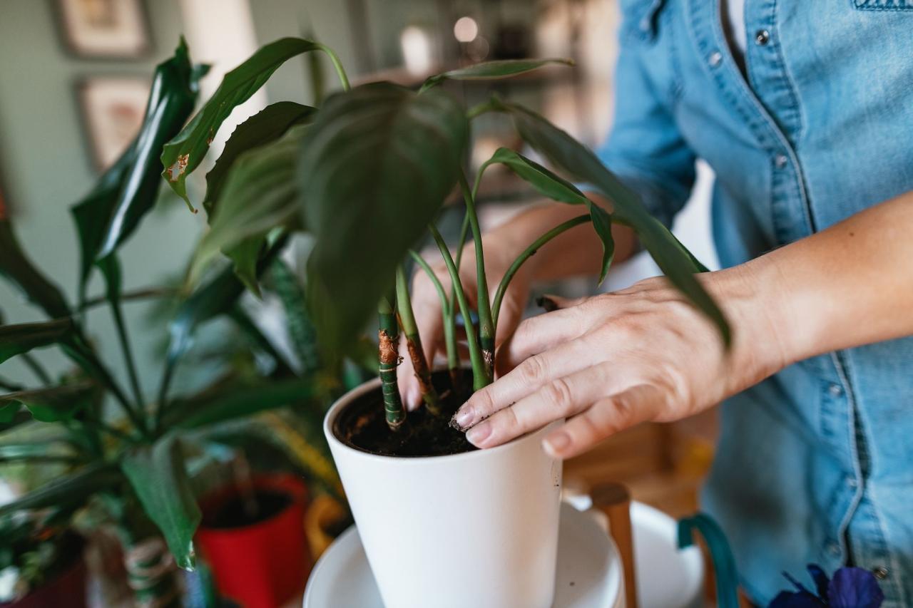 How Often Should You Water Houseplants? How Often Should You Water Houseplants?
