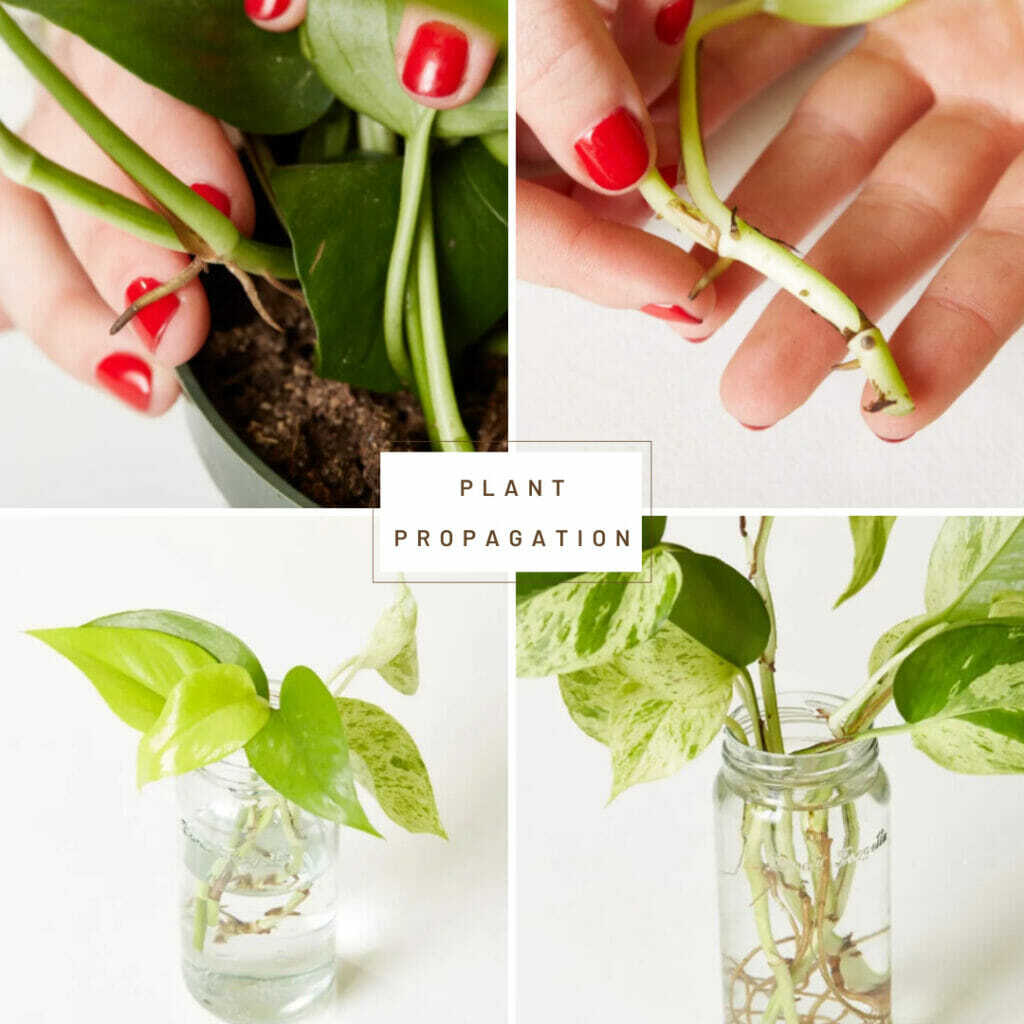 How To Prune Houseplants? An Easy Guide For Beginners How To Prune Houseplants? An Easy Guide For Beginners