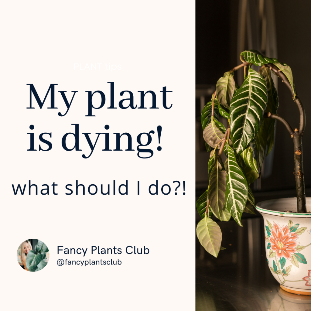 How to Revive a Dying Houseplant - Fancy Plants Club How to Revive a Dying Houseplant - Fancy Plants Club