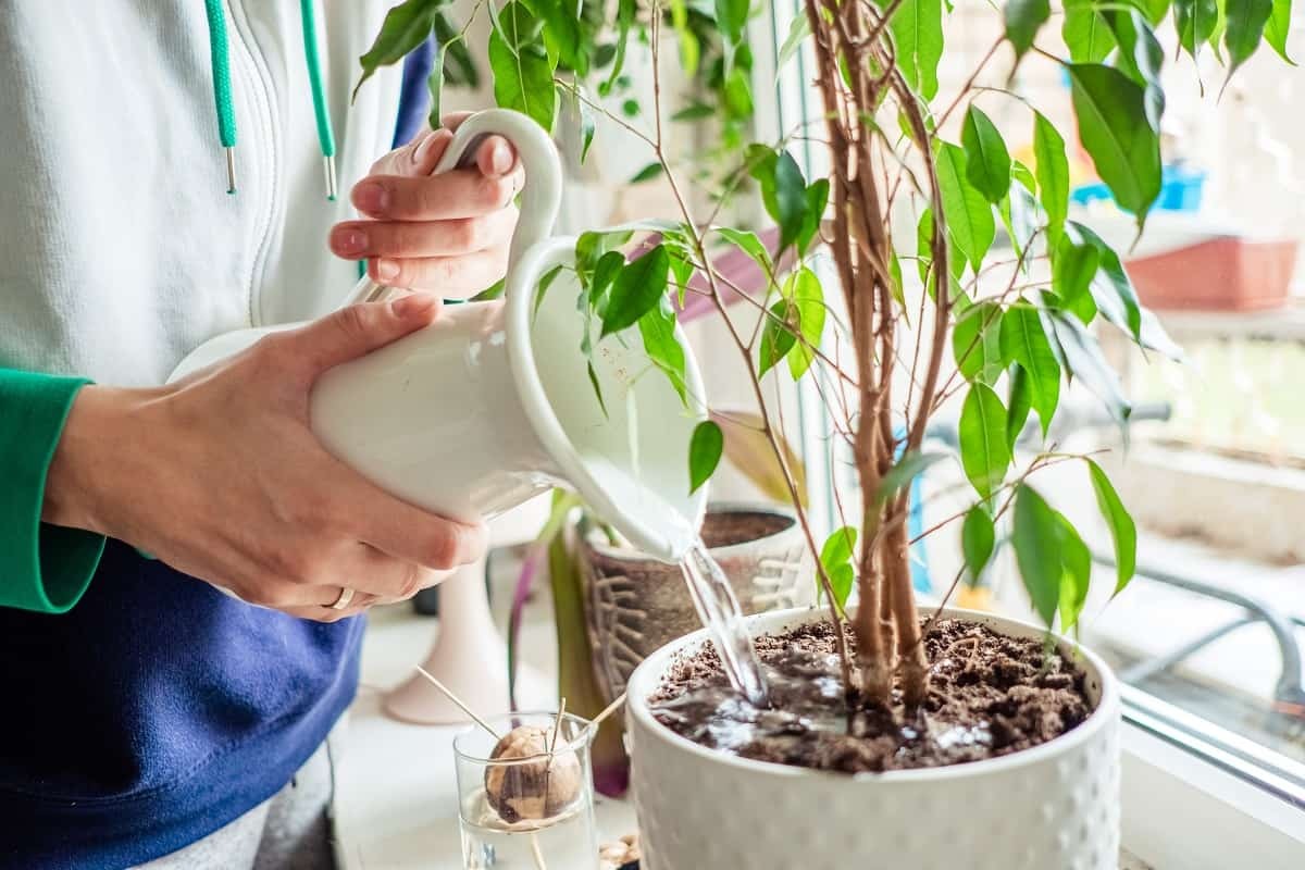 Are You Overwatering Your Plants? And How to Fix Them Are You Overwatering Your Plants? And How to Fix Them