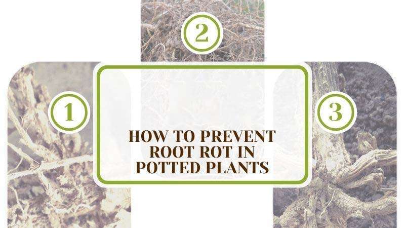 How to Prevent Root Rot in Potted Plants: Key Techniques - Plant America How to Prevent Root Rot in Potted Plants: Key Techniques - Plant America