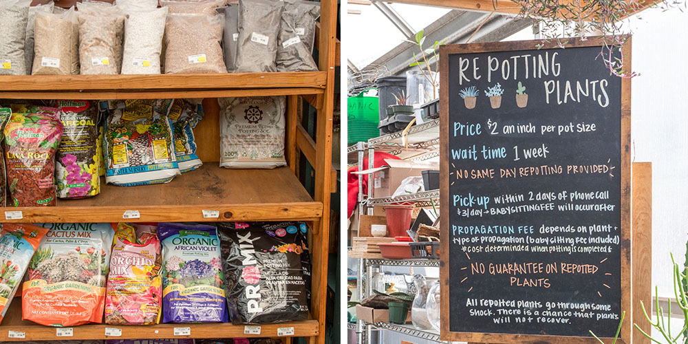 How to Repot Your Houseplants Without Stressing Them Out How to Repot Your Houseplants Without Stressing Them Out