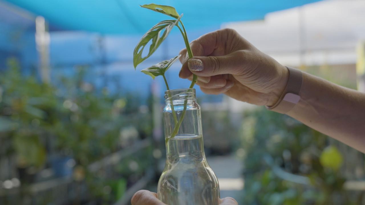 How to Propagate a Pothos Plant : 6 Steps (with Pictures) - Instructables How to Propagate a Pothos Plant : 6 Steps (with Pictures) - Instructables