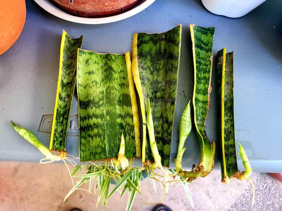 How To Propagate a Snake Plant In Water – victoria makes How To Propagate a Snake Plant In Water – victoria makes