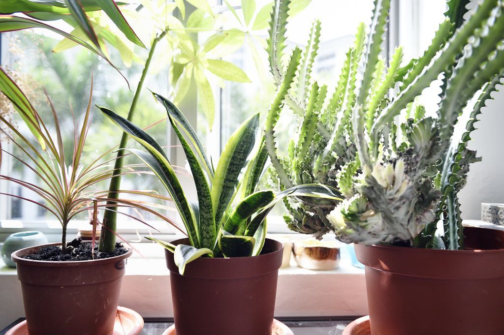 How often should you water houseplants? | Livingetc How often should you water houseplants? | Livingetc