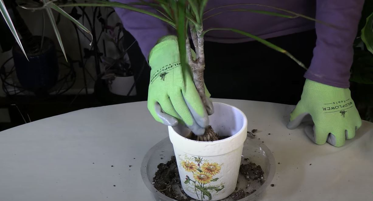 The Most Important Part of Houseplants/Hint: You can't see them ... The Most Important Part of Houseplants/Hint: You can't see them ...