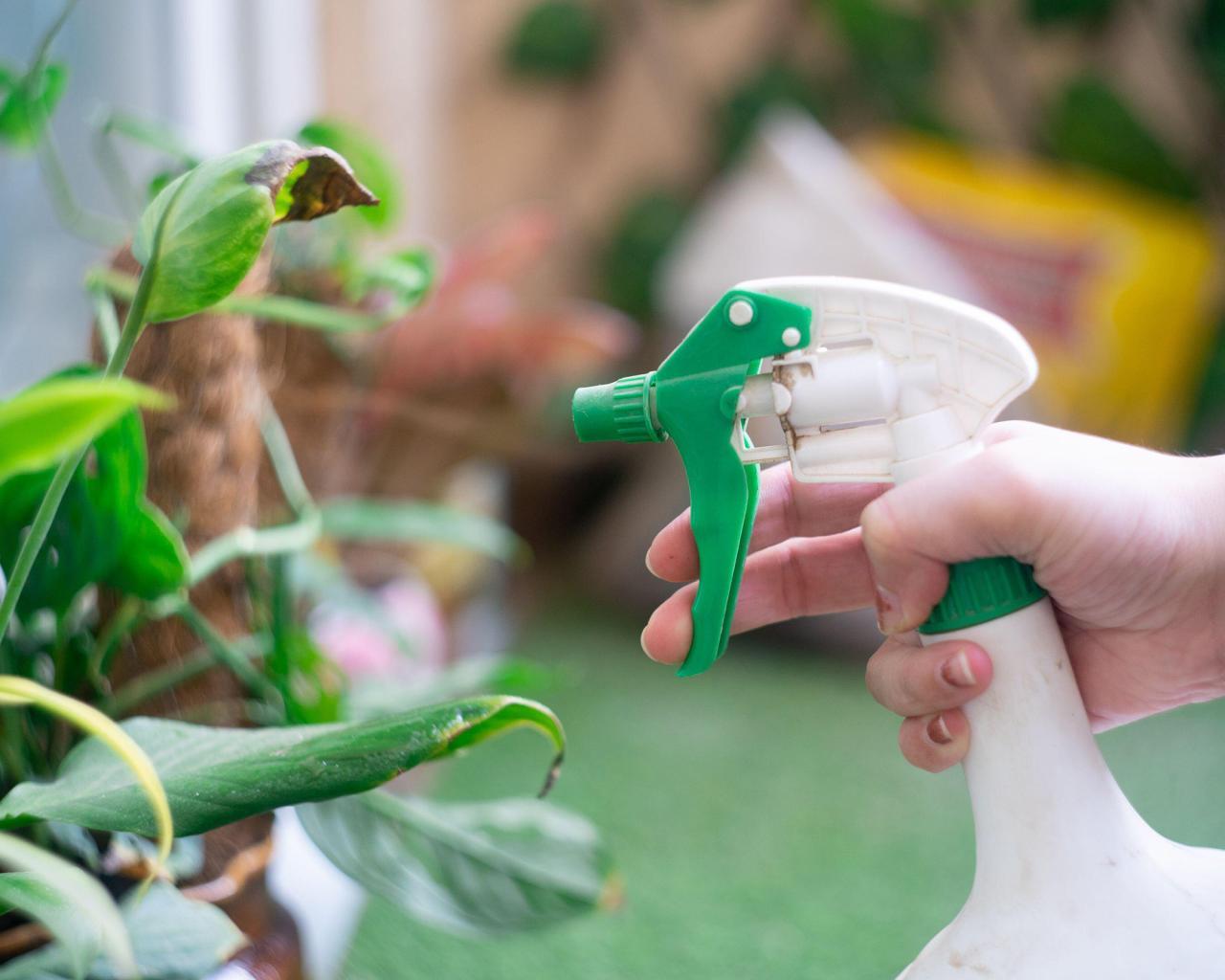 How to use neem oil on plants to get rid of pests naturally | Gardeningetc How to use neem oil on plants to get rid of pests naturally | Gardeningetc