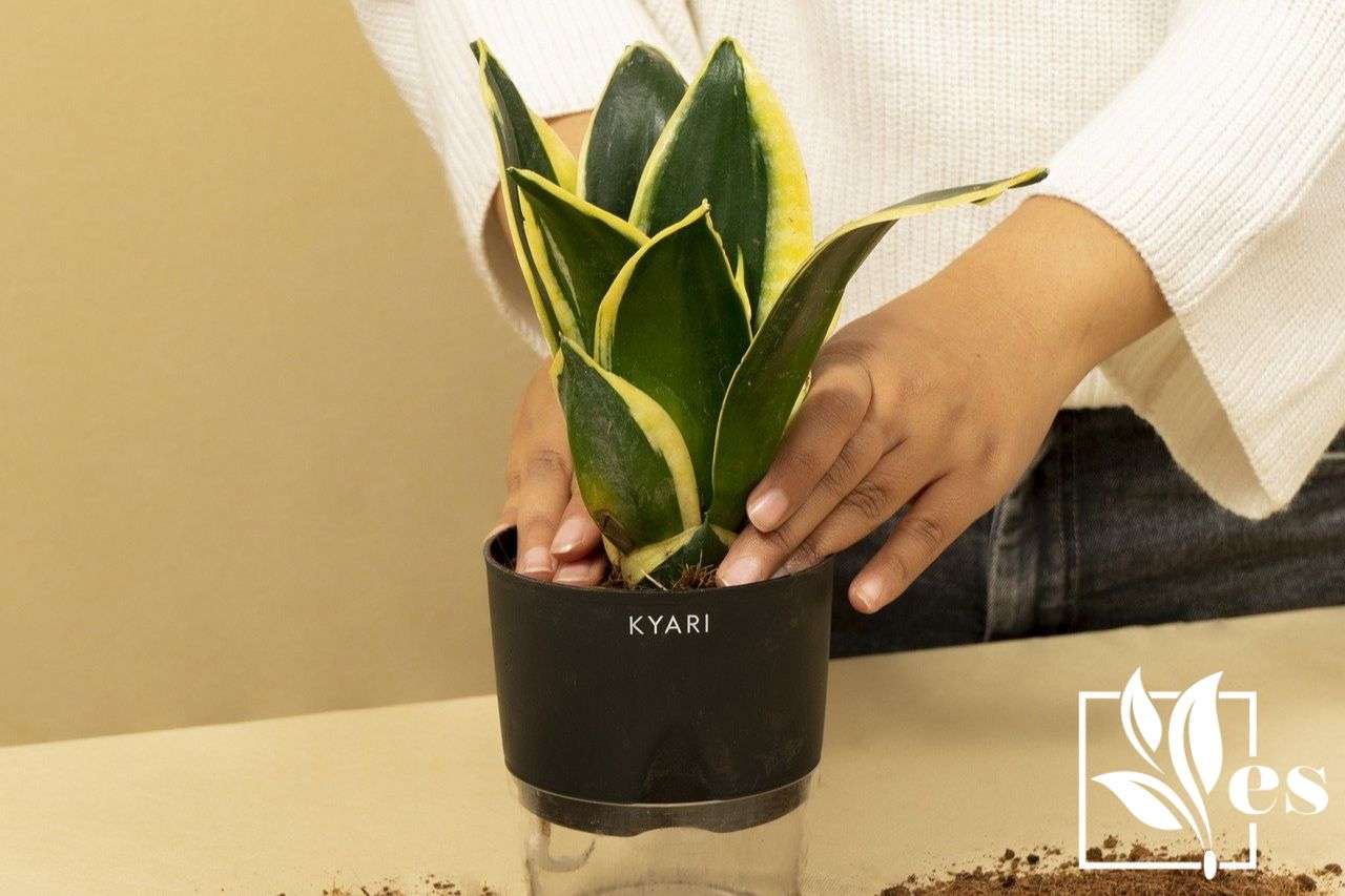 How to propagate snake plant cuttings in water propagating sansevieria ... How to propagate snake plant cuttings in water propagating sansevieria ...