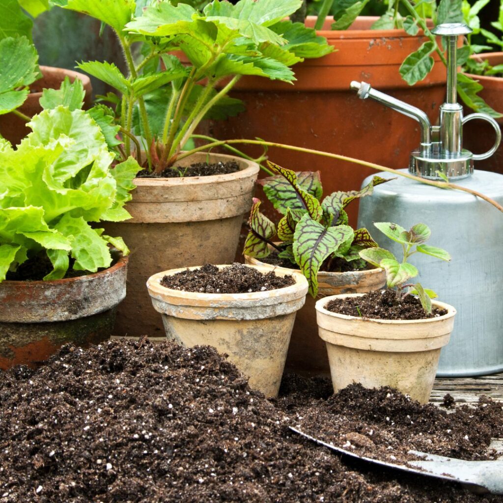 How to Repot a Houseplant Without Killing It in the Process | 21Oak How to Repot a Houseplant Without Killing It in the Process | 21Oak