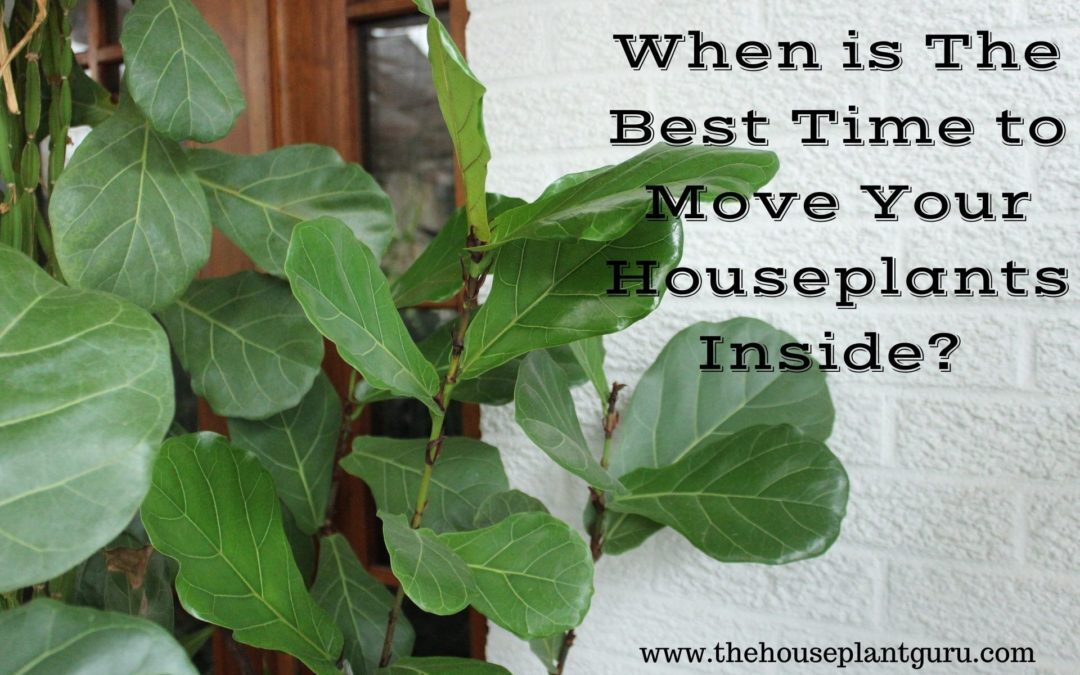 How to move with houseplants: an expert explains | Homes and Gardens How to move with houseplants: an expert explains | Homes and Gardens