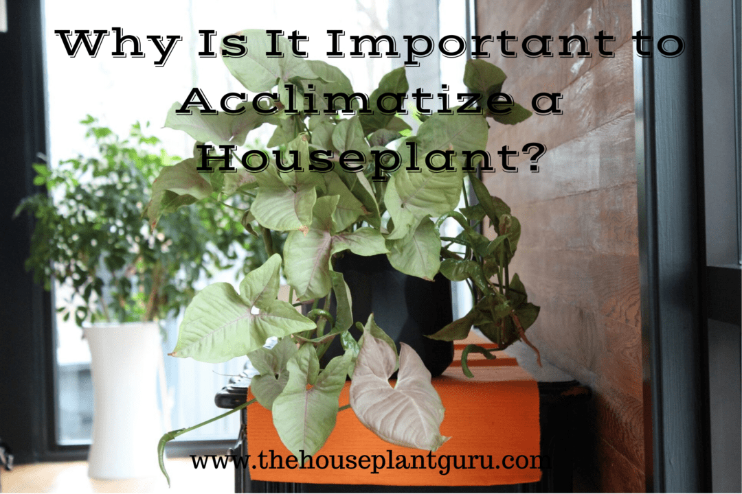Why Is It Important to Acclimatize a Houseplant? - The Houseplant Guru Why Is It Important to Acclimatize a Houseplant? - The Houseplant Guru