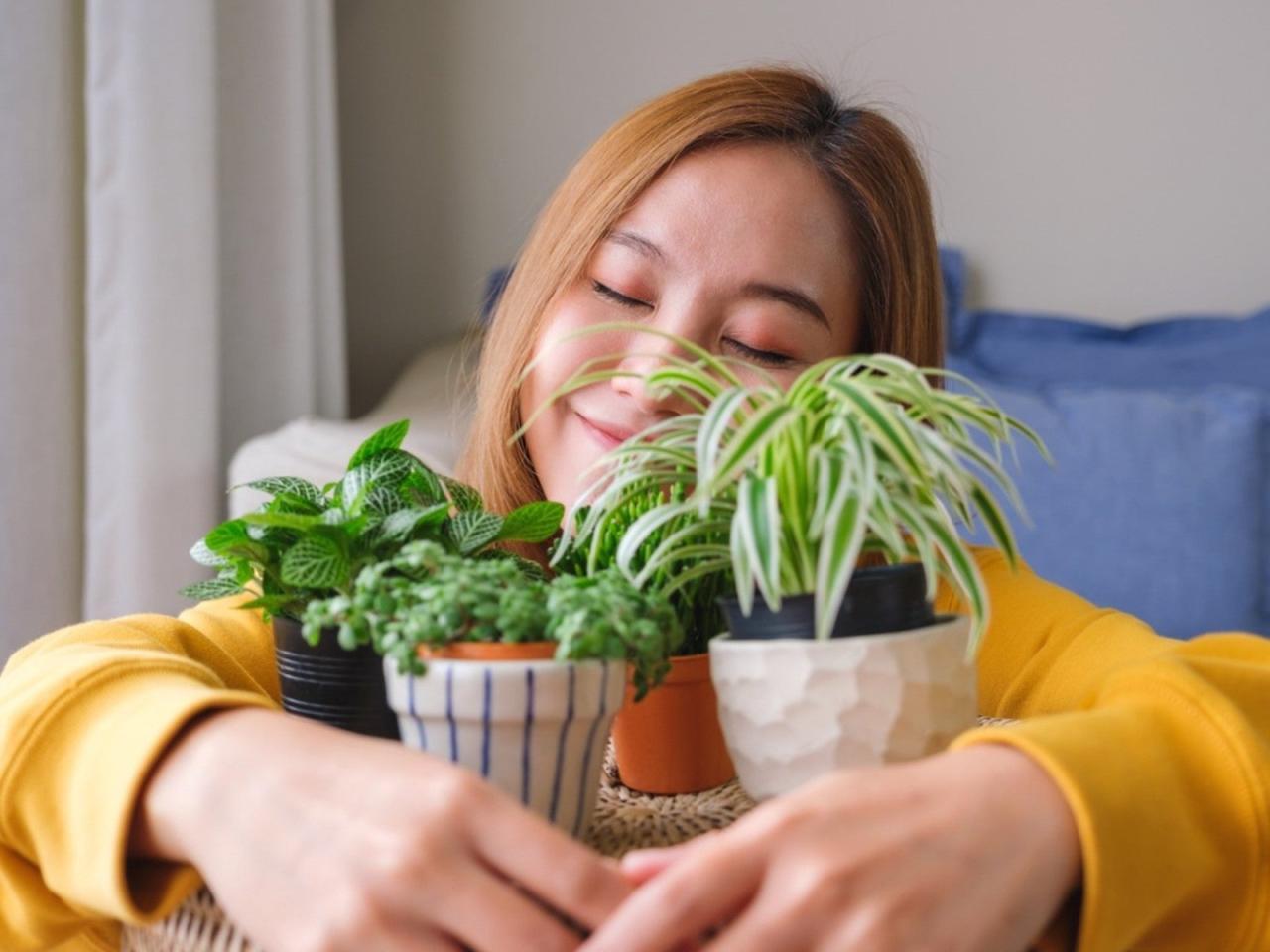 Houseplant Care That Just Plain Works | Gardening Know How Houseplant Care That Just Plain Works | Gardening Know How