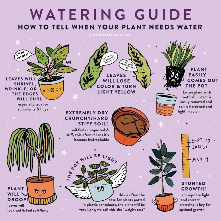 How to water your houseplants – Artofit How to water your houseplants – Artofit