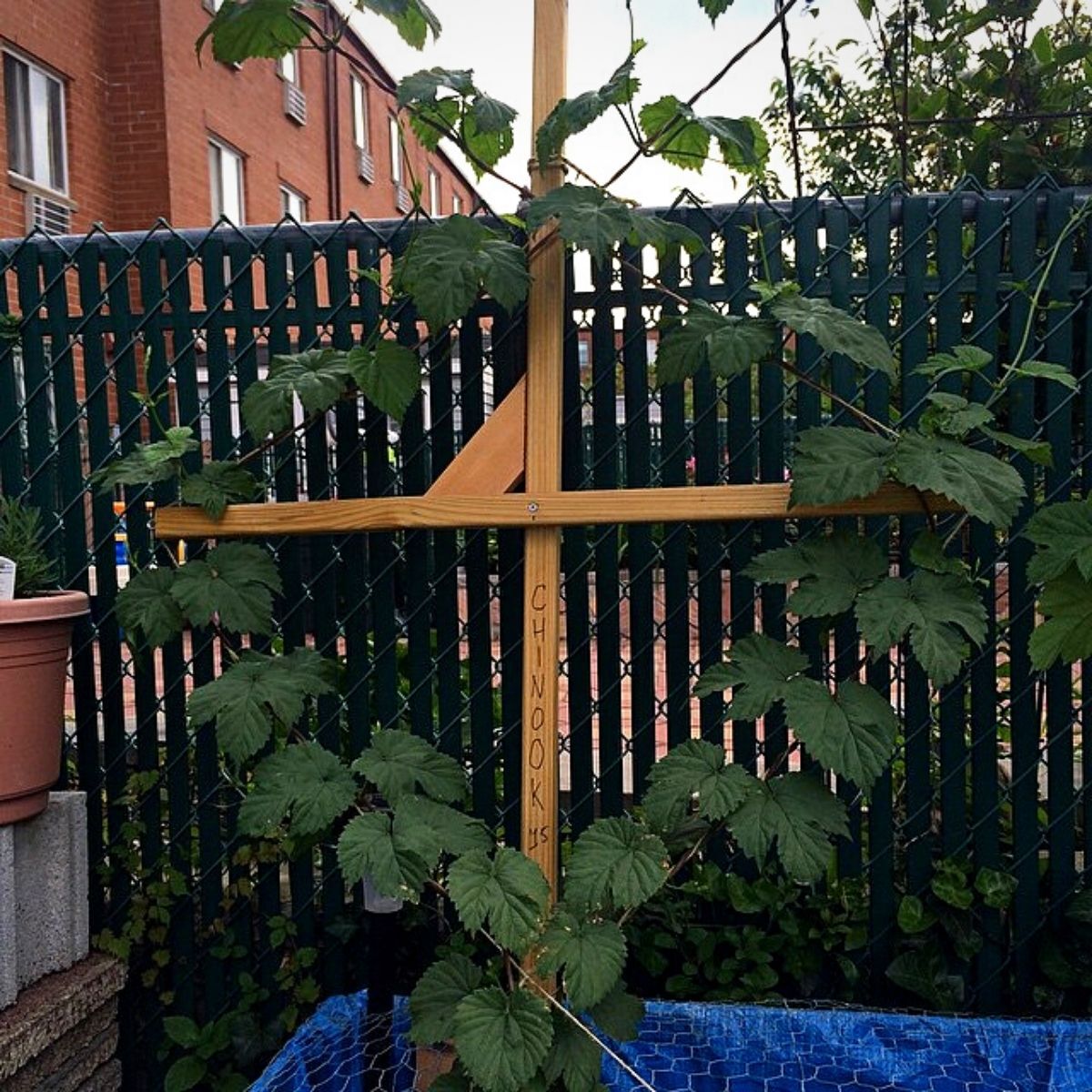 Cascading plants | Edging plants, Flower garden design, Plants Cascading plants | Edging plants, Flower garden design, Plants