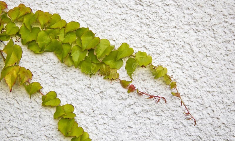 How to Train a Vining Plant to Climb a Wall