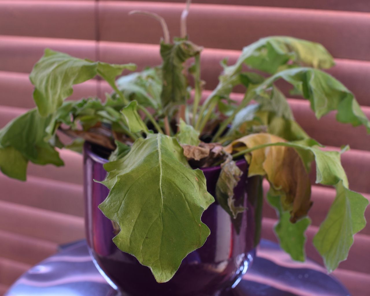 Overwatering indoor plants: 7 signs to look out for | Gardeningetc Overwatering indoor plants: 7 signs to look out for | Gardeningetc